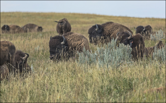В северной части парка Теодор-Рузвельт живет около 300 диких бизонов.