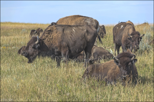 Одной из основных проблем, касающихся бизонов, является необходимость поддержания генетического разнообразия стада. Стада, в которых отсутствует разнообразие генофонда (ДНК популяции), подвержены большему риску инбридинга и негативных последствий для здоровья, что является серьезной угрозой. Исследования показали, что стада как Северного, так и Южного подразделений парка имеют низкое генетическое разнообразие. Другими словами - они там все друг другу родственники.