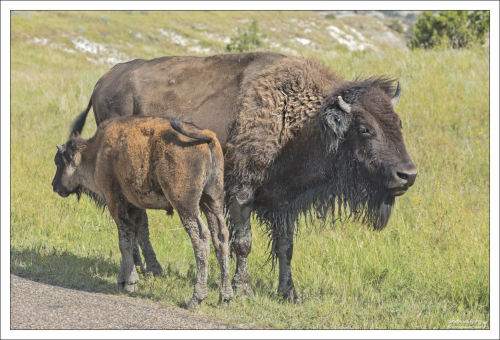 Для поддержания генетического разнообразия с 2017-го года проводится практика по смешиванию стад (животных привозят из других штатов).