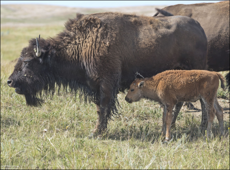 Самка вынашивает одного теленка около 9 месяцев, двойни у американских бизонов крайне редки.