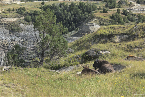 Пара бизонов отдыхает на Oxbow Overlook.