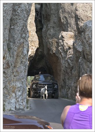 Снежная коза создала пробку в туннеле.