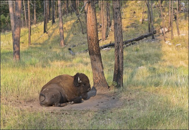Бизон утоптал себе место под сосной в парке Custer State Park.