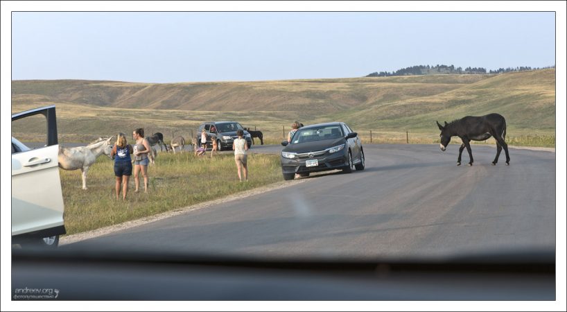 Ослики-попрошайки (“begging burros”) на дороге через парк Custer State Park.