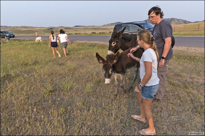 Эти ослики - дикие потомки вьючных ослов, которых раньше использовали для подъема в горы.