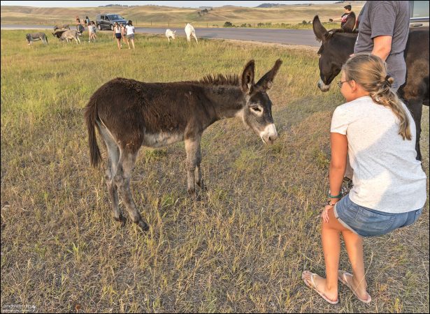 Ослики очень дружелюбны и сами подходят здороваться.