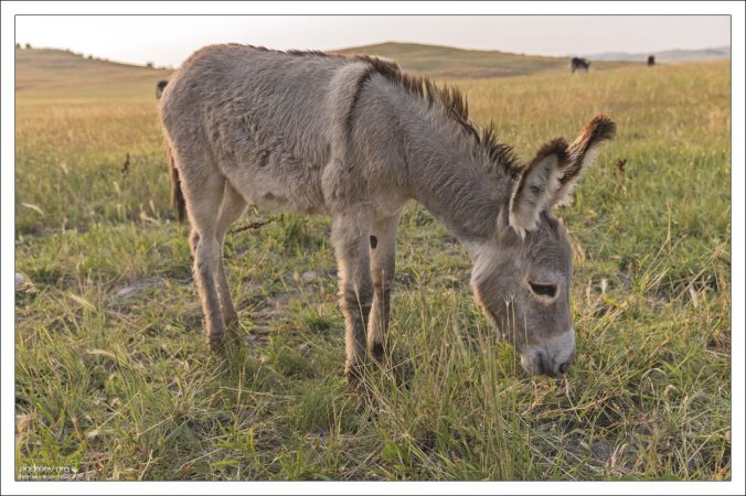 Подкармливать осликов лучше всего кусочками яблок и морковки (не крекерами!)