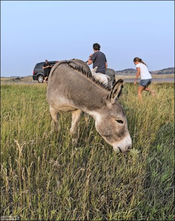 Местные ослики (Burros) - это дикие животные, и ходят где хотят.