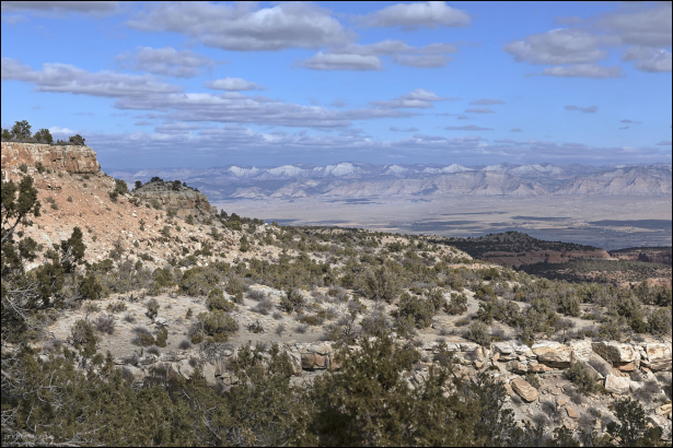 Utah Juniper (Juniperus osteosperma) - Можжевельник жёсткосемянный растет в естественных условиях в Северной Америке. Предпочитает высоту 1300—2600 м над уровнем моря, на сухих почвах.
Сушеные ягоды можжевельника можно поджарить, растереть и использовать в качестве заменителя кофе.