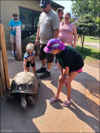 Aldabra Tortoise - сейшельская гигантская черепаха на свободном выгуле. Эндемик острова Альдабра, редкий вид.