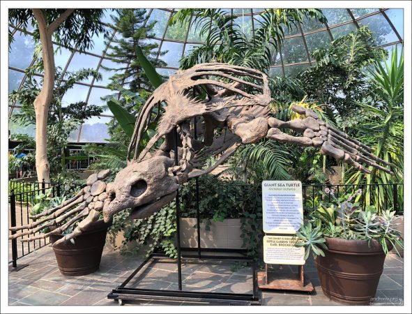 Точный слепок с окаменелости черепахи Archelon, самой большой из когда-либо найденных. Окаменелость была фактически обнаружена палеонтологами недалеко от места, где сейчас находится Reptile Gardens в 1970-х годах.
Несмотря на усилия основателя Reptile Gardens Эрла Брокелсби, оставить оригинал в Южной Дакоте не удалось, он был продан музею в Вене, Австрия.