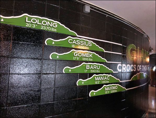 Схема, где обозначены самые длинные крокодилы мира. Рекорд принадлежит гребнистому крокодилу Lolong: длина больше 6 метров, вес - 1 тонна. Прожил почти 50 лет, и умер от сердечного приступа в 2013 году после двух лет в неволе.