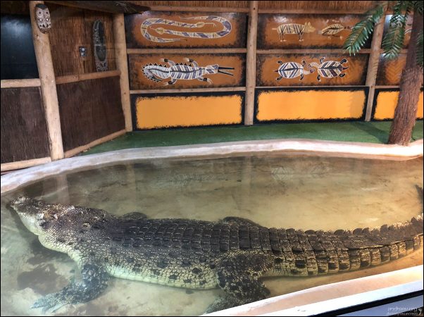 Почти 5-метровый гребнистый крокодил "Маньяк" - гордость зоопарка Reptile Gardens в Рапид-сити.