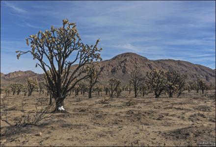 Последствия от пожара "Dome Fire". Крупный лесной пожар, произошедший в августе 2020 года в национальном заповеднике Мохаве в Калифорнии. В результате была уничтожена значительная часть леса Joshua Tree.
<a href="https://upload.wikimedia.org/wikipedia/commons/thumb/f/fd/2020_Dome_Fire_1.jpg/1920px-2020_Dome_Fire_1.jpg" target="_blank">Фото пожара >></a>