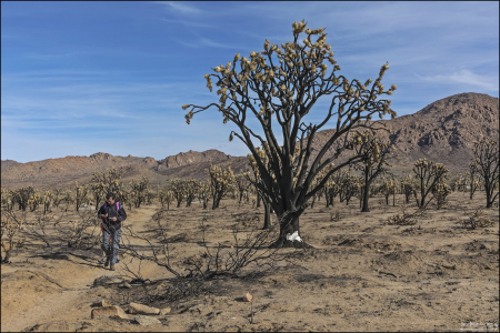 Длина тропы Teutonia Peak Trail - три мили туда-обратно. Прохождение занимает около 2 часов для большинства людей.