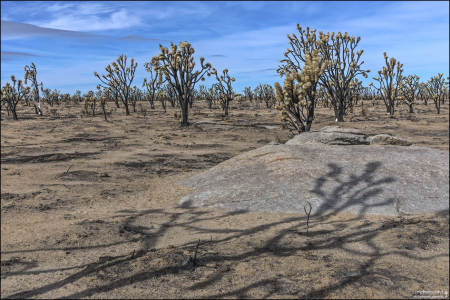 При пожаре в национальном заповеднике Мохаве выгорело около 43 тыс. акров земли, и было уничтожено миллион деревьев Joshua tree.