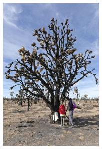 Joshua tree с почерневшей корой.