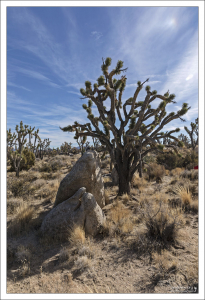 Joshua tree - это юкка коротколистная (лат. Yucca brevifolia). Многолетнее вечнозелёное однодомное растение, вид рода Юкка семейства Спаржевые.