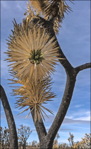 Юкка коротколистная произрастает в пустынях юго-запада США на высоте 400—1800 м. Листья густо расположенные, 15—35 см длиной, ланцетные и жёсткие.