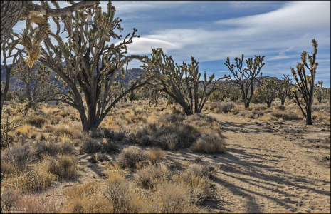 На юго-западе США юкка коротколистная образует своеобразные разреженные леса, которые тянутся на несколько километров.
Ареал вида охватывает штаты: Аризона, Калифорния, Невада и Юта.