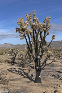 Деревья Джошуа растут очень быстро для пустынного вида - около 8 см в год.