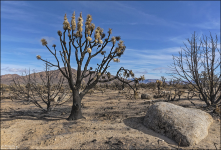 Пожар Dome уничтожил одну из крупнейших концентраций восточного вида Joshua tree (Yucca jaegeriana), когда пламя пронеслось через заповедник Мохаве недалеко от границы Калифорнии и Невады.