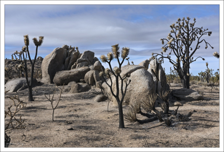 Англоязычное название растения — «дерево Джошуа», то есть «дерево Иисуса Навина». Мормоны, пересекая реку Колорадо в середине XIX века, попали в пустыню Мохаве, и впервые увидев воздетые к небу «руки» этого дерева, вспомнили Иисуса Навина.