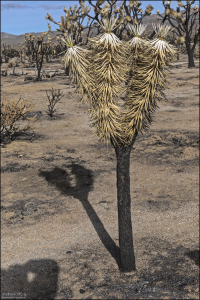 Соцветие юкки коротколистной — прямостоячая густая метёлка с опушённой стрелкой.