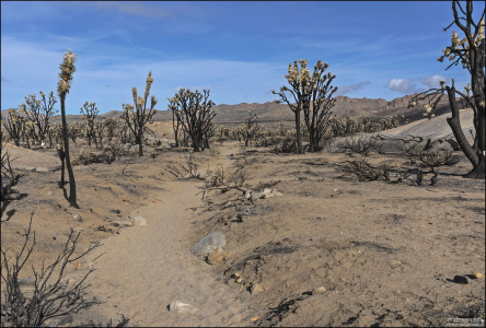 Исследования показывают, что, если верхняя треть дерева Джошуа не сгорела, у растения есть шанс выжить при пожаре.