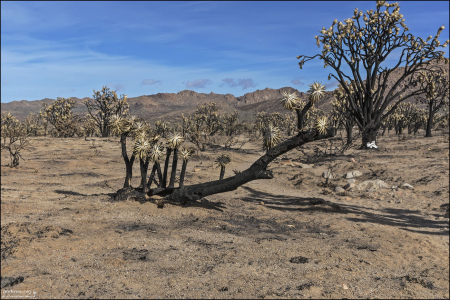 Голая земля в зоне пожара не будет долго оставаться такой. Здесь происходит битва в замедленном темпе, невидимая для человеческих глаз. У некоторых растений в этом районе все еще могут быть выжившие корневые резервы. С осадками и временем они, возможно, смогут восстановиться.