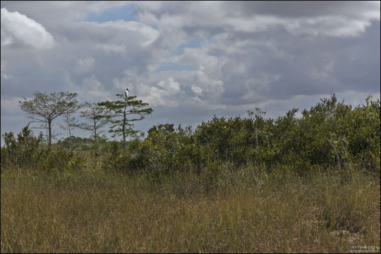 Американский клювач, он же - Wood stork - на кроне дерева в кипарисовом болоте в парке Эверглейдс, Флорида, США.
Крупная болотная птица семейства аистовых родом из Америки. Это единственный вид аистов, гнездящийся на территории США.