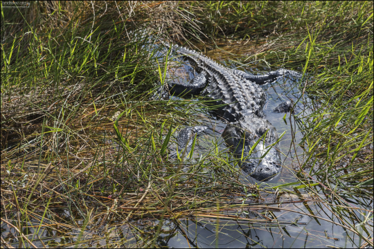 По оценкам специалистов в парке Everglades обитает около 200 000 американских аллигаторов.