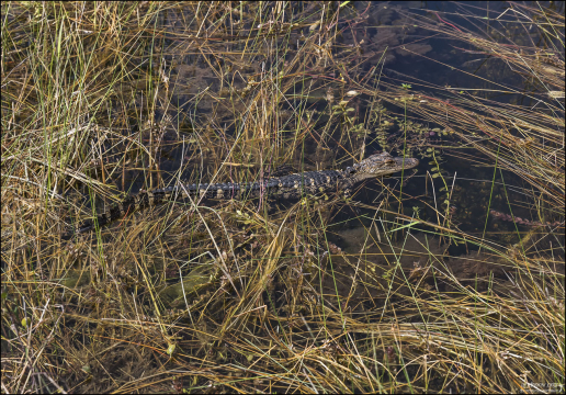 Маленькие аллигаторы питаются насекомыми, мелкими рыбками, лягушками и небольшими беспозвоночными.