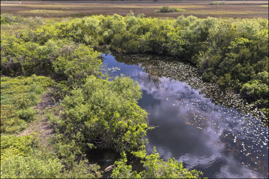Пресноводные прерии – обширные заболоченные пространства, покрытые травами (например, пиловидной осокой).
Долина Shark Valley находится в самом сердце так называемого "True Everglades" ("Настоящего Эверглейдс") или "травяного моря", которое тянется на 100 миль от озера Окичоби до Мексиканского залива.