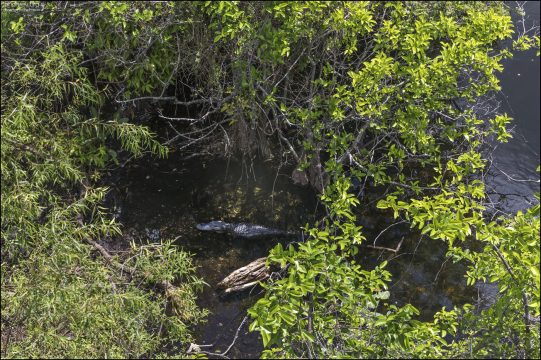 Аллигатор на мелководье.