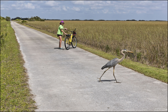 Цапля Great blue heron пересекает велосипедную дорожку.