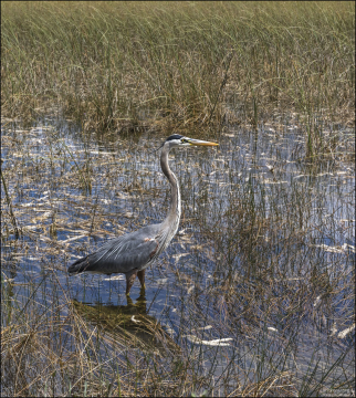 Большая голубая цапля (лат. Ardea herodias) — крупная птица семейства цаплевых, распространённая в Новом Свете. Имеет близкое родство с европейской серой цаплей.