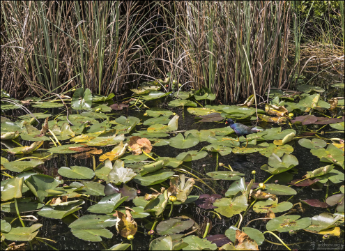 Common Gallinule или Обыкновенная камышница (Gallinula galeata).
Эти птицы хорошо плавают, ныряют и даже могут бегать по кувшинкам благодаря длинным пальцам. Их часто можно увидеть в парке Эверглейдс, где они активно кормятся в прибрежных зарослях.