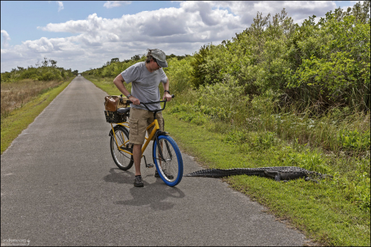 Аллигатор заснул, оставив половину хвоста на велосипедной дорожке.