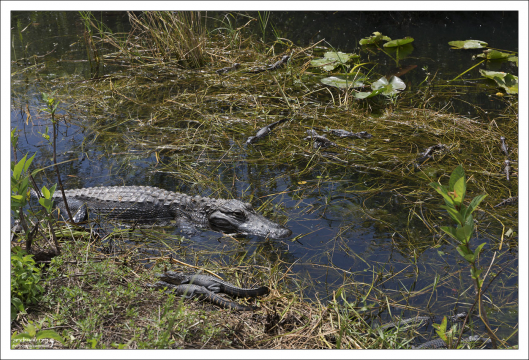 Аллигаторы играют важную роль в экосистеме Эверглейдс, создавая так называемые "аллигаторовы ямы" – углубления в воде, которые помогают сохранять воду и служат убежищем для многих других животных в засушливый сезон.
