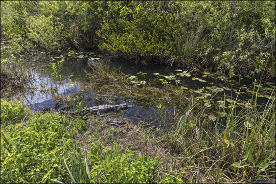 Самки аллигаторов яростно защищают детёнышей от хищников (змей, птиц, енотов, крупных рыб и даже других аллигаторов).