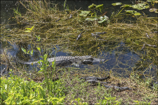 Детёныши аллигатора живут группами (потомство одной самки может насчитывать до 50 малышей) и издают характерные писклявые звуки, привлекая мать.