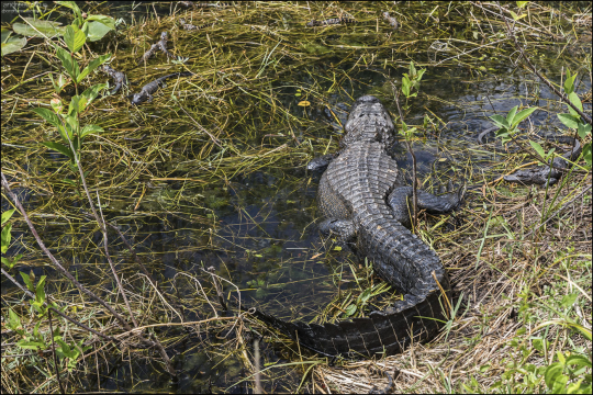 Несмотря на заботу, меньше 20% детёнышей американского аллигатора доживают до взрослого возраста, так как у них много естественных врагов. Но благодаря защите матери у них больше шансов на выживание по сравнению с другими рептилиями.