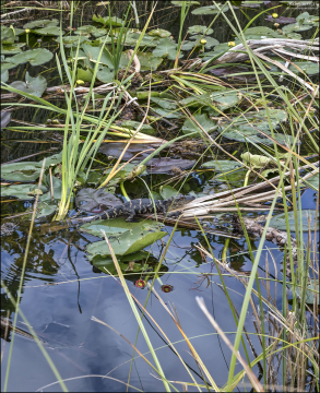 105-й аллигатор, которого мы увидели за день в парке Эверглейдс.