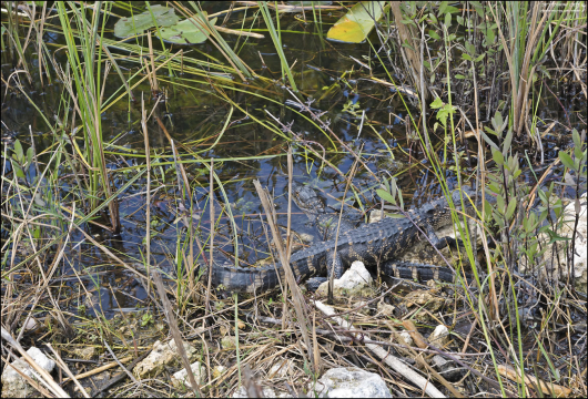 Детеныши аллигатора очень проворные: могут быстро уплывать или прятаться в растительности.