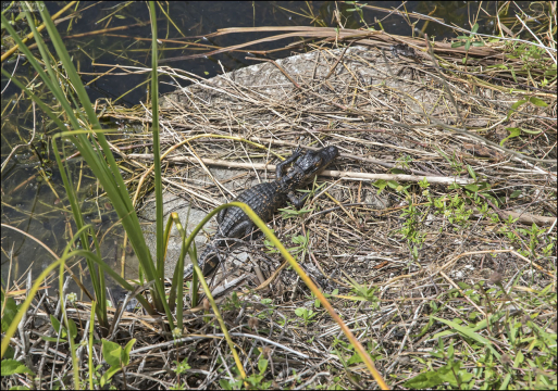 Новорождённые аллигаторы всего 15–20 см в длину. К одному году их длина достигает 60–80 см, а взрослые особи вырастают до 3–4,5 метров.