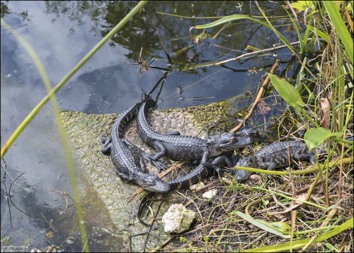 Детёныши аллигатора остаются под защитой матери от нескольких месяцев до 1-2 лет, пока не станут достаточно большими, чтобы выжить самостоятельно.