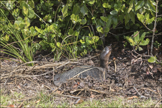 Florida softshell turtle или Флоридская мягкотелая черепаха (Apalone ferox). Трубкообразная морда позволяет ей дышать, высовывая только кончик носа из воды. Известна также под названием "злой трионикс", так как сильно кусается.
Любимая еда флордских аллигаторов.