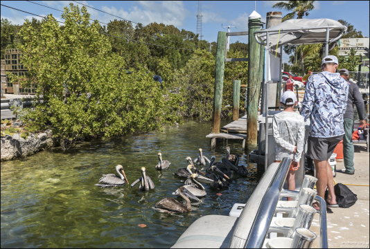 Здесь можно увидеть, как ведётся обработка рыбы и морепродуктов, а также понаблюдать за пеликанами и рыбами в воде.