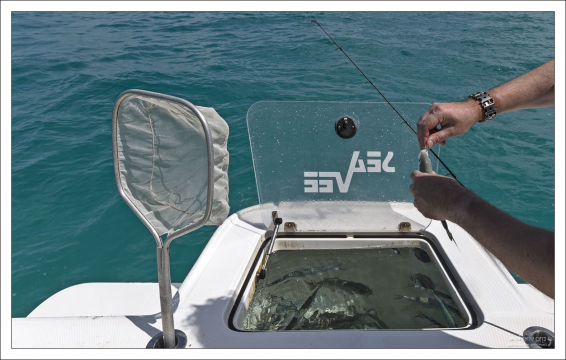 Наживка для крупной рыбы.